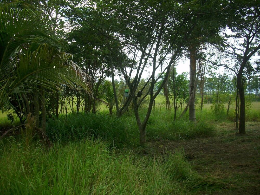 Chácara, 1 quarto, 1000 m² - Foto 4