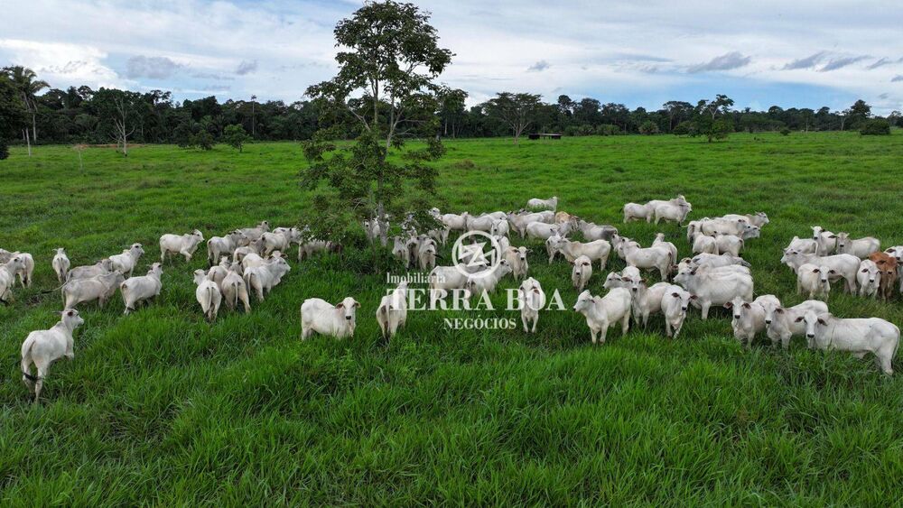 Fazenda, 968 hectares - Foto 6