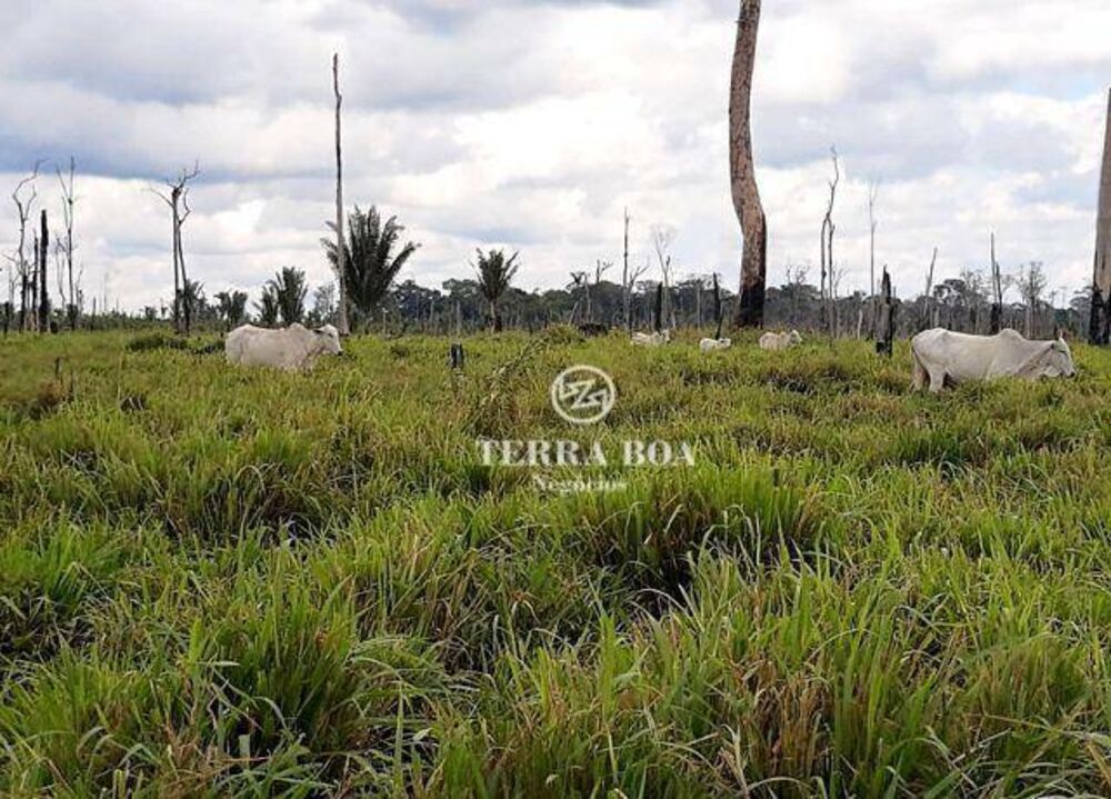 Fazenda-Sítio-Chácara, 169 hectares - Foto 7