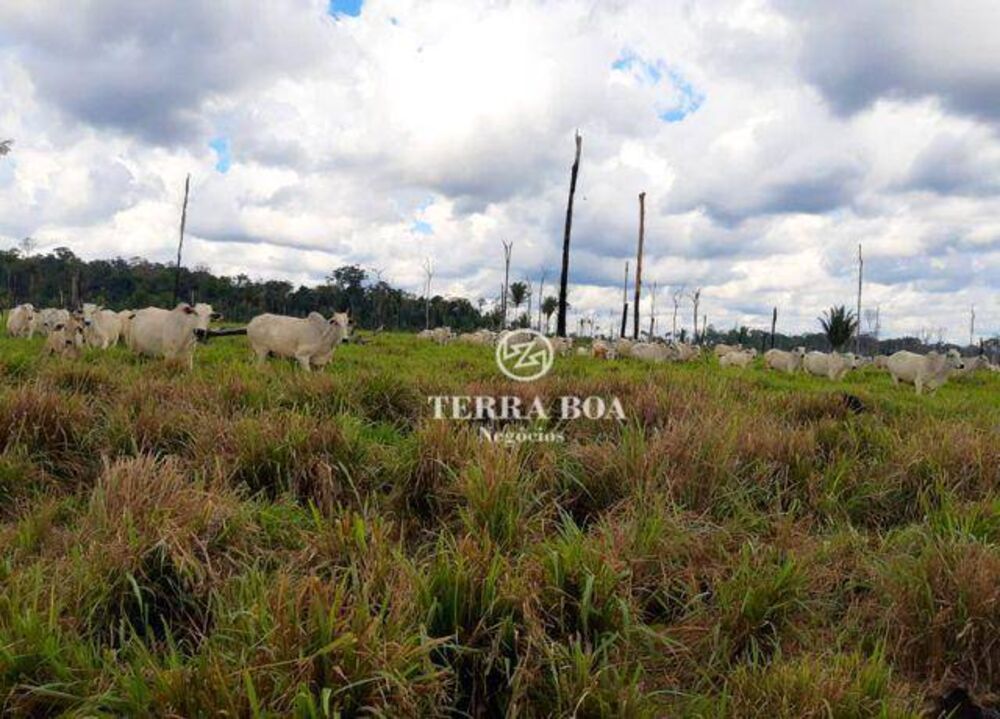 Fazenda-Sítio-Chácara, 169 hectares - Foto 5