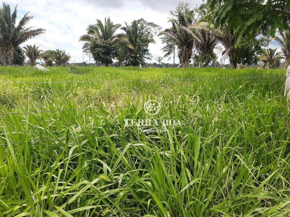 Sítio, 53 hectares - Foto 5