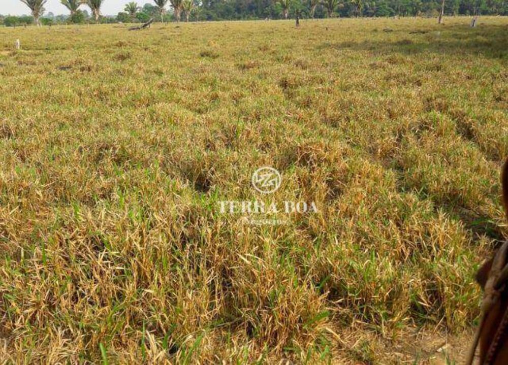 Fazenda, 179 hectares - Foto 1