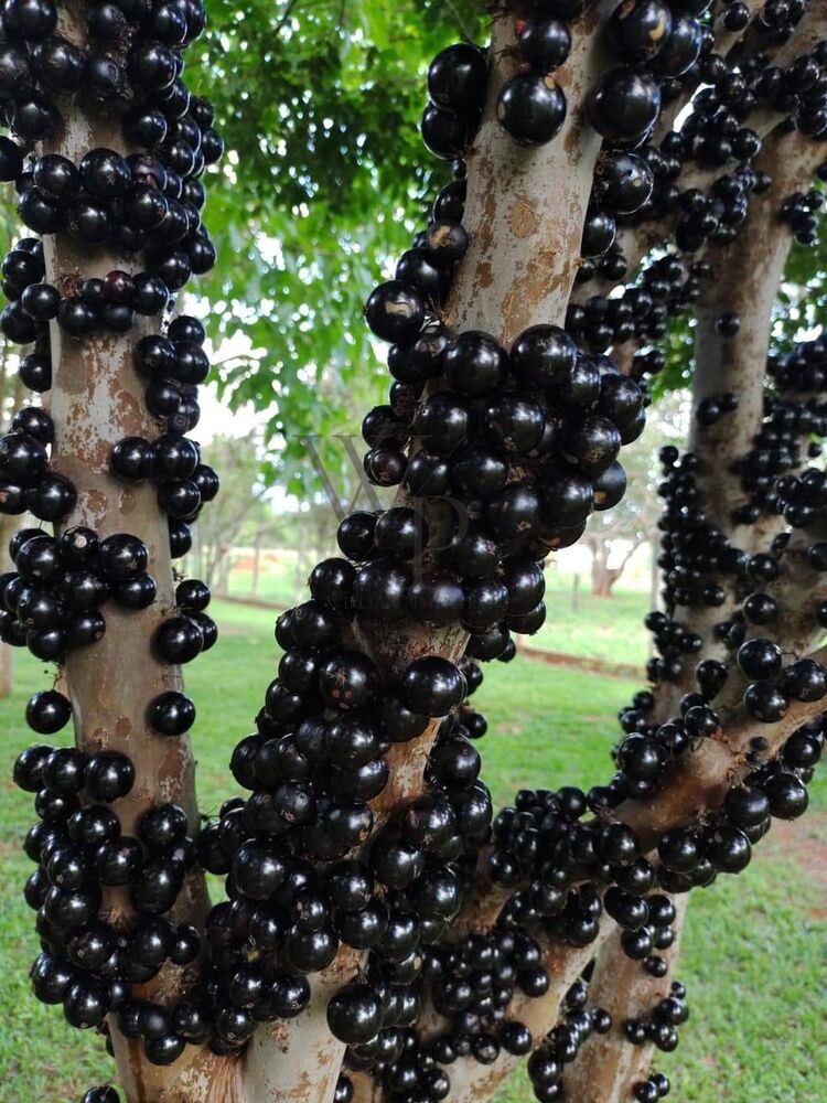 Chácara, 2 quartos, 10000 m² - Foto 32