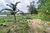Terreno, 3 hectares - Foto 4