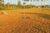 Terreno, 6 hectares - Foto 16