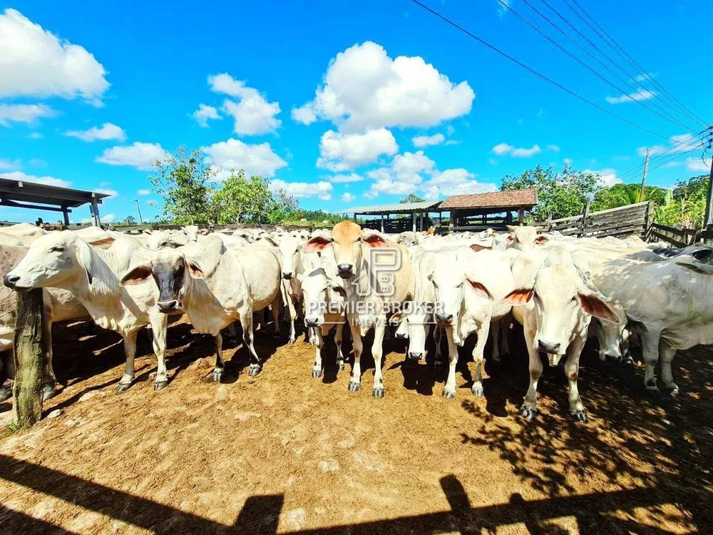 Fazenda, 254 hectares - Foto 2