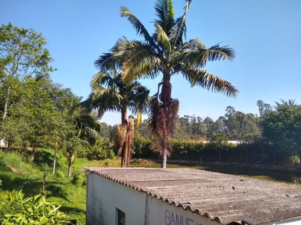 Terreno, 2 hectares - Foto 5