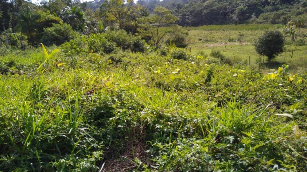 Terreno, 5 hectares - Foto 8