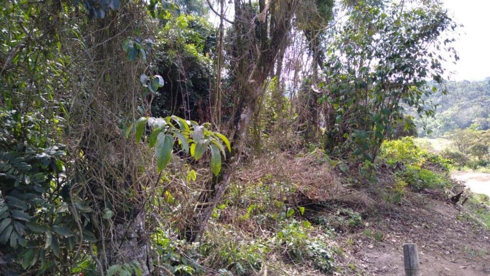 Terreno, 5 hectares - Foto 10