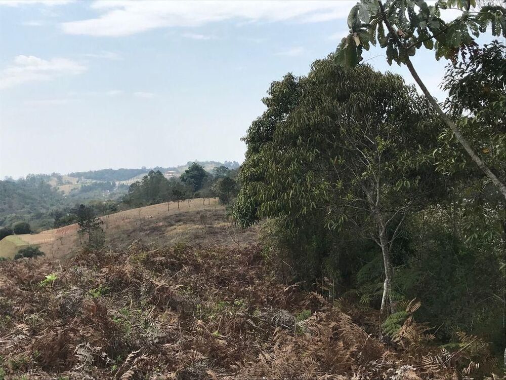 Terreno, 4 hectares - Foto 4