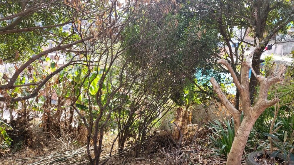 Chácara, 2 quartos, 1046 m² - Foto 2