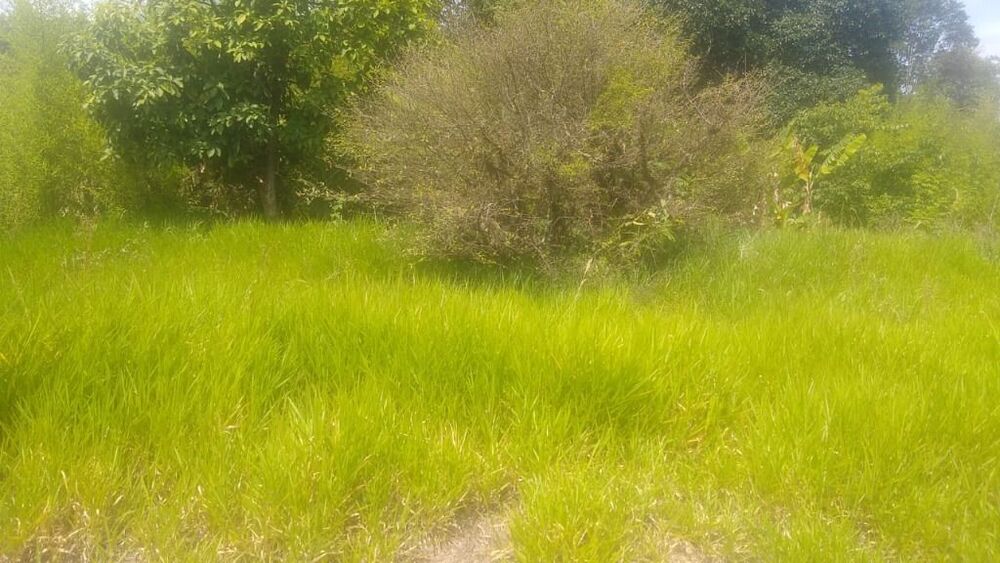 Terreno, 3 hectares - Foto 12