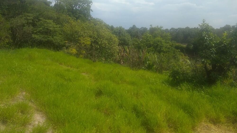 Terreno, 3 hectares - Foto 14