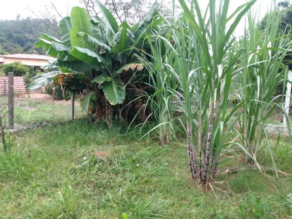 Chácara à venda com 2 quartos, 700m² - Foto 4