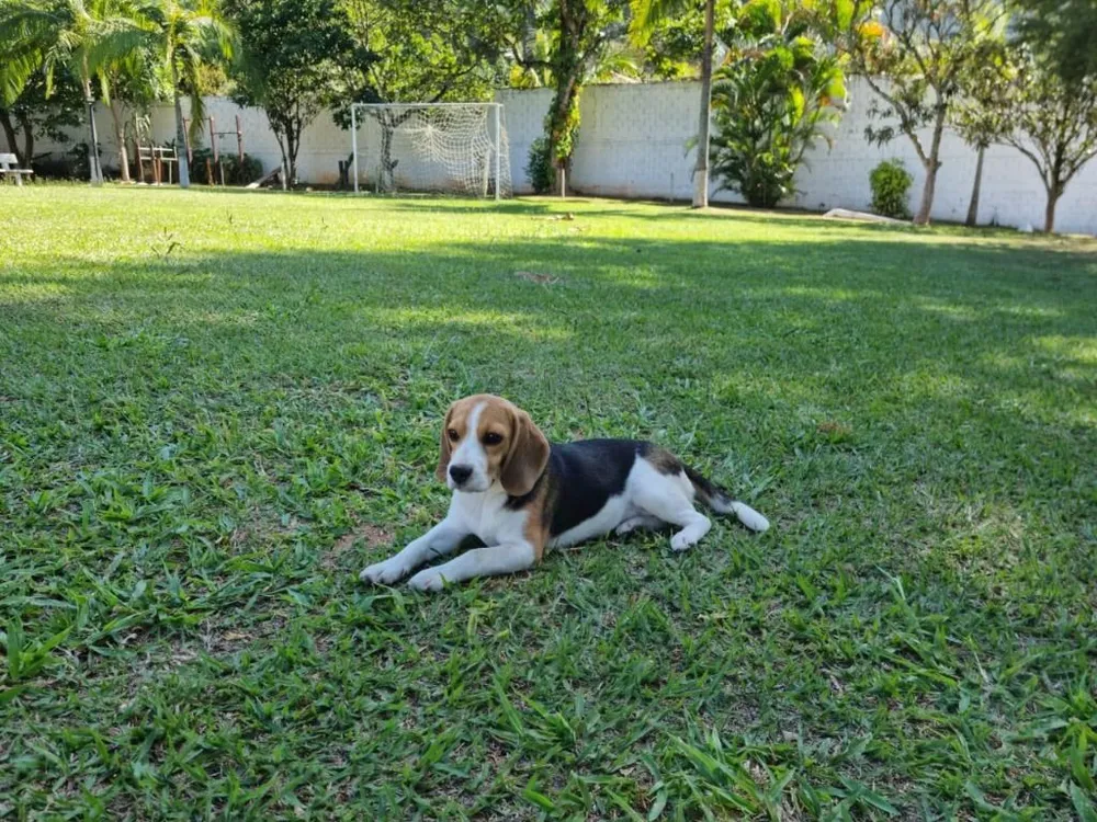 Chácara, 3 quartos, 2750 m² - Foto 5