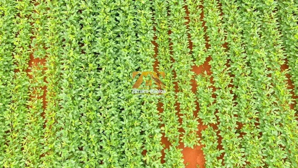 Fazenda, 5271 hectares - Foto 7