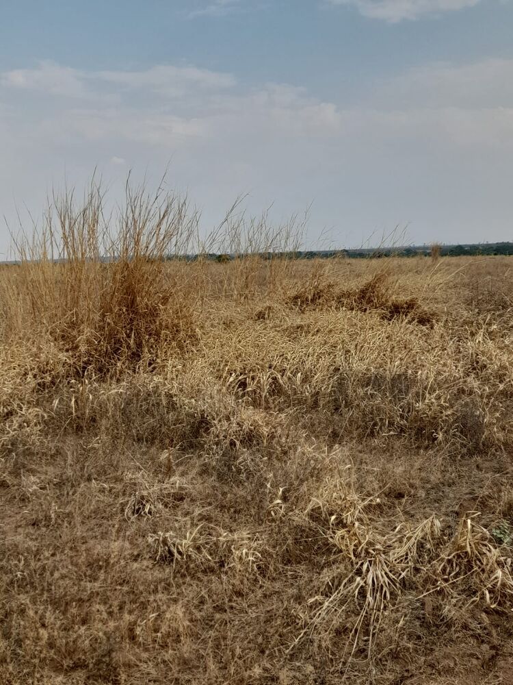 Sítio, 16 m² - Foto 3