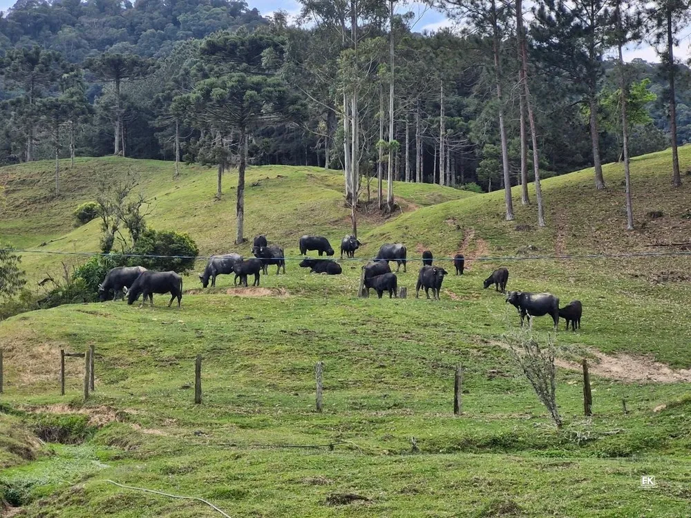 Fazenda, 42 hectares - Foto 13