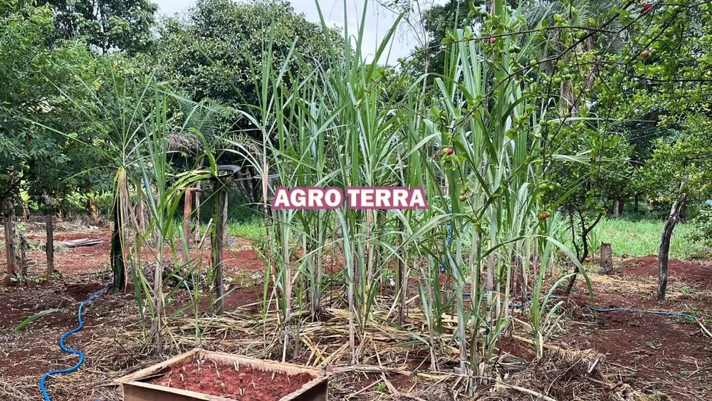 Chácara, 4 quartos, 2 hectares - Foto 7