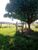 Fazenda, 10000 hectares - Foto 4