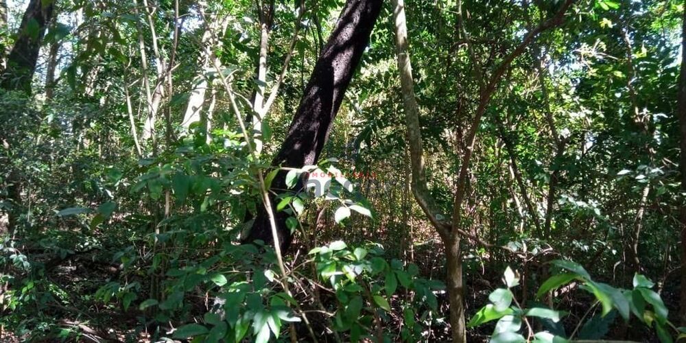 Sítio, 1 quarto, 8760 m² - Foto 11