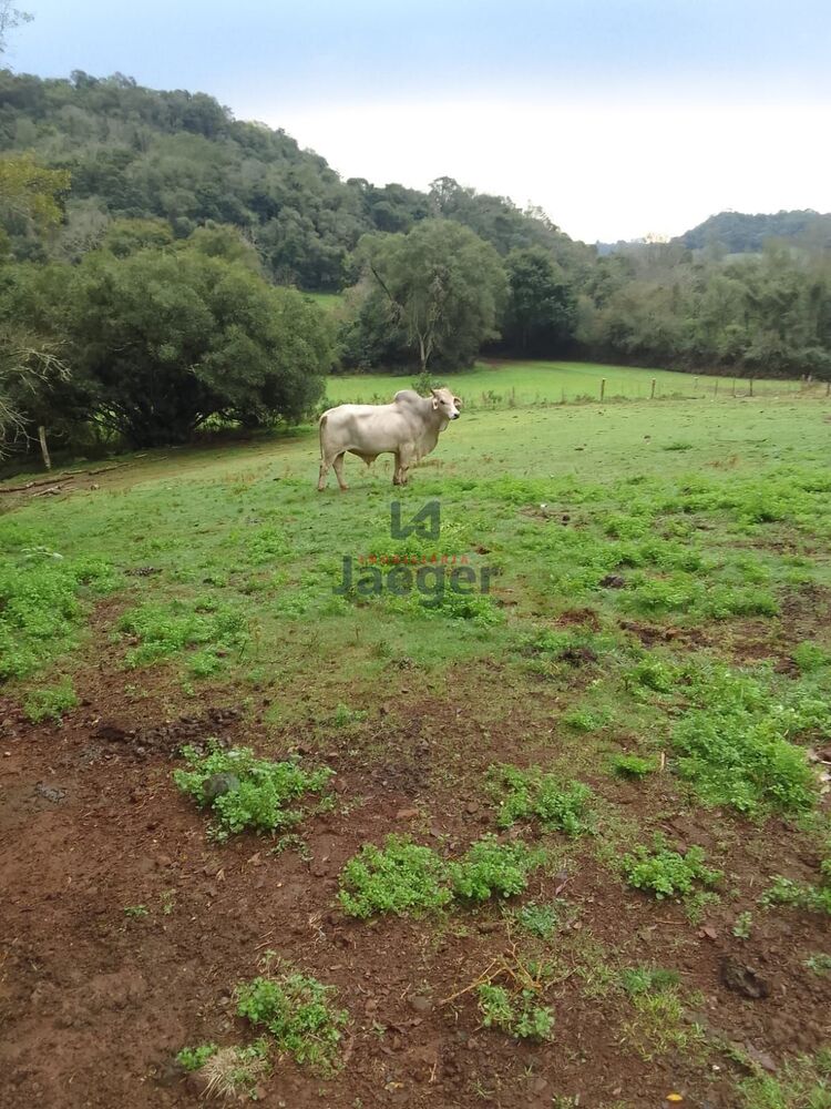Fazenda-Sítio-Chácara, 20 hectares - Foto 1
