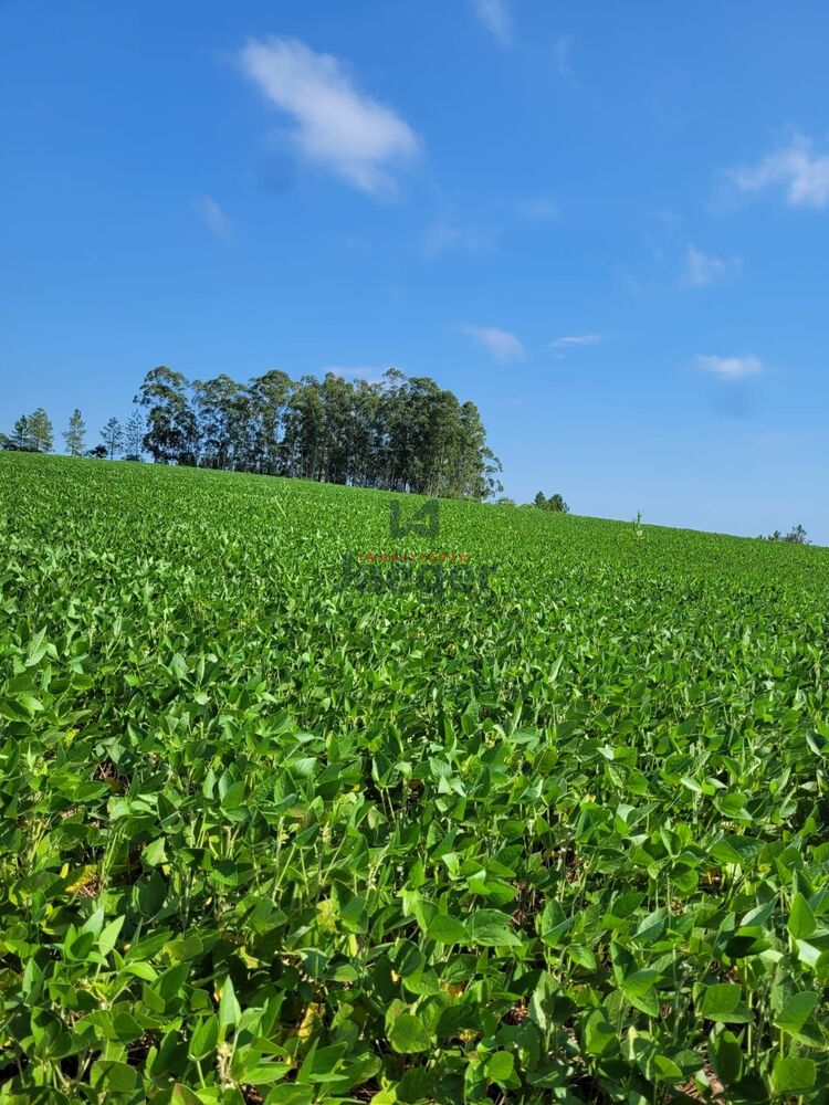 Chácara, 3 hectares - Foto 2