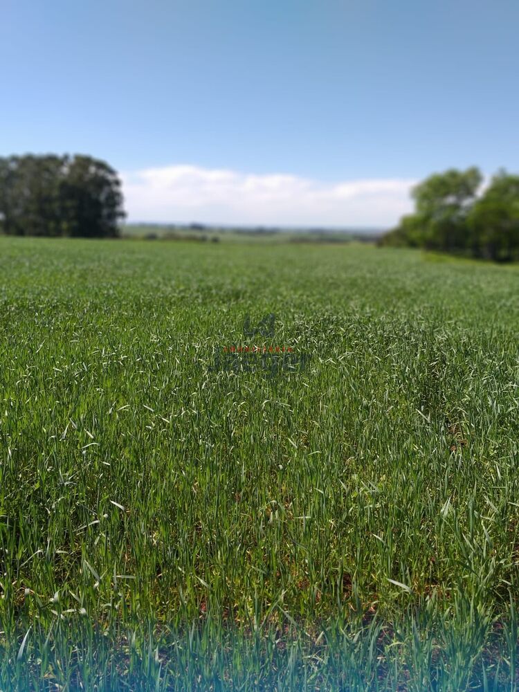 Chácara, 52 hectares - Foto 6