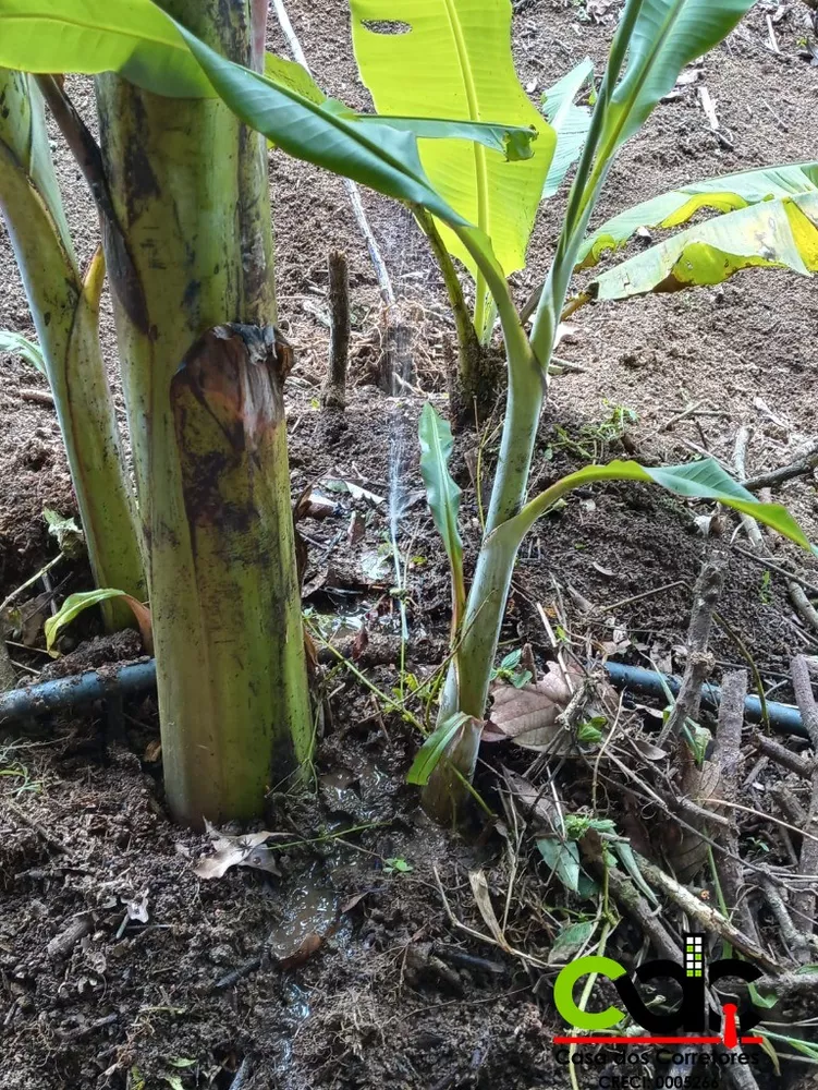 Sítio, 1 m² - Foto 4