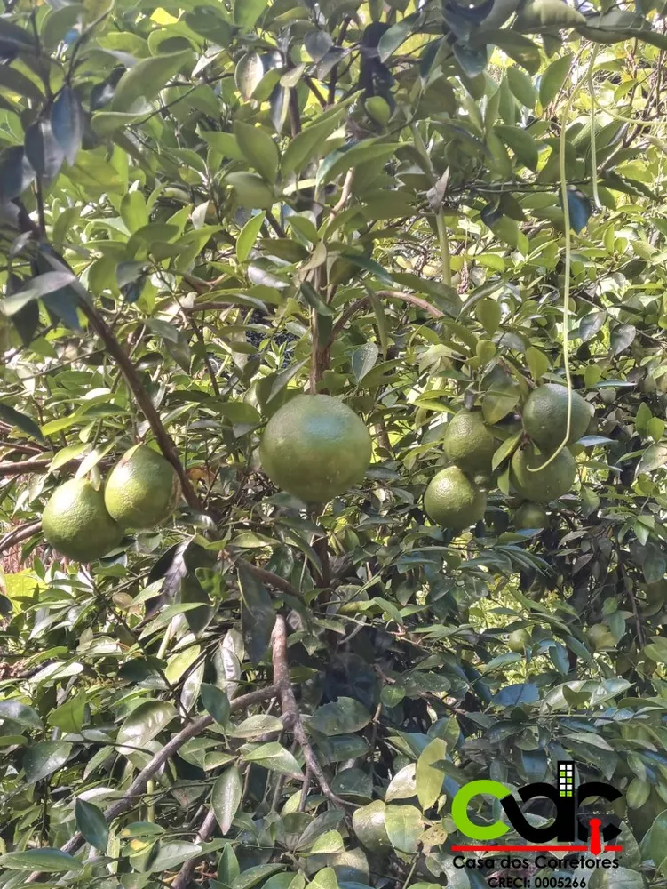 Sítio, 1 m² - Foto 2