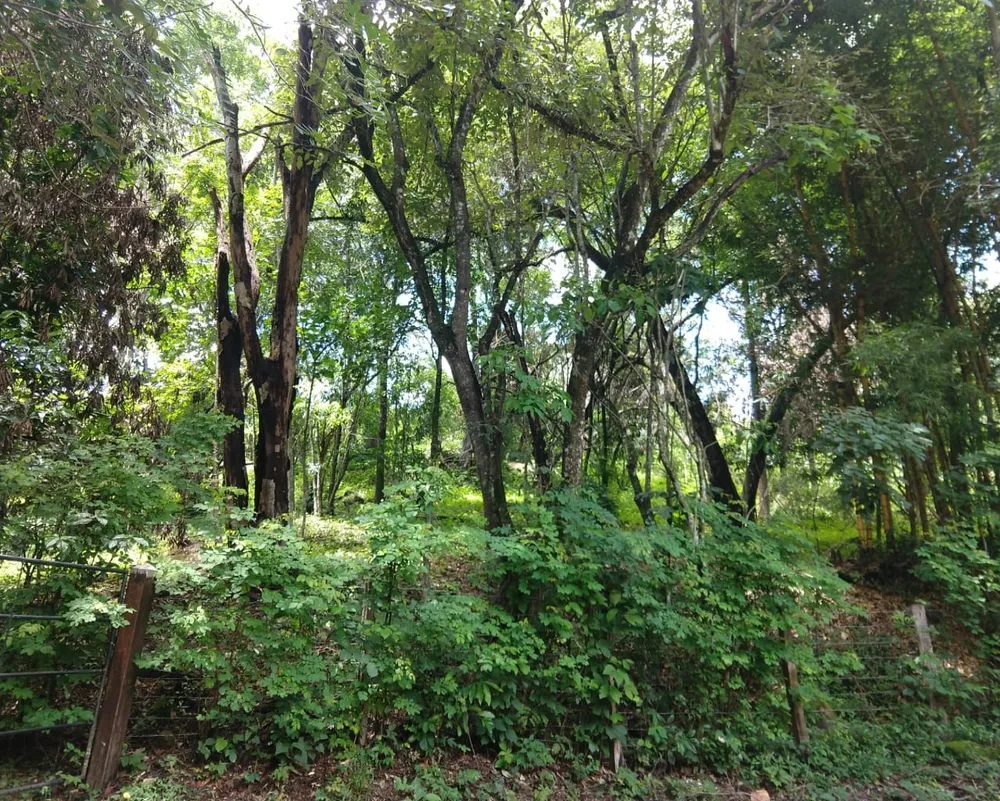 Sítio, 3 quartos, 11 hectares - Foto 12