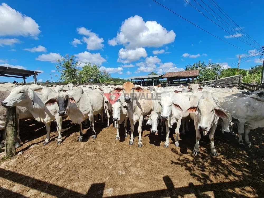 Fazenda, 126 hectares - Foto 2