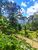 Terreno, 3 hectares - Foto 4