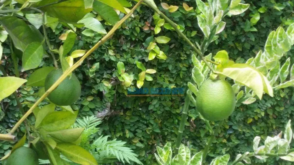 Sítio, 7 quartos, 8800 m² - Foto 7