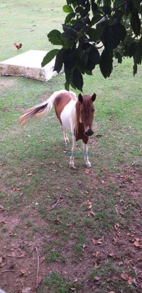 Sítio, 7 quartos, 8800 m² - Foto 23