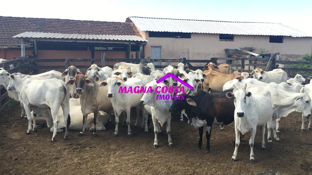Fazenda, 252 hectares - Foto 14