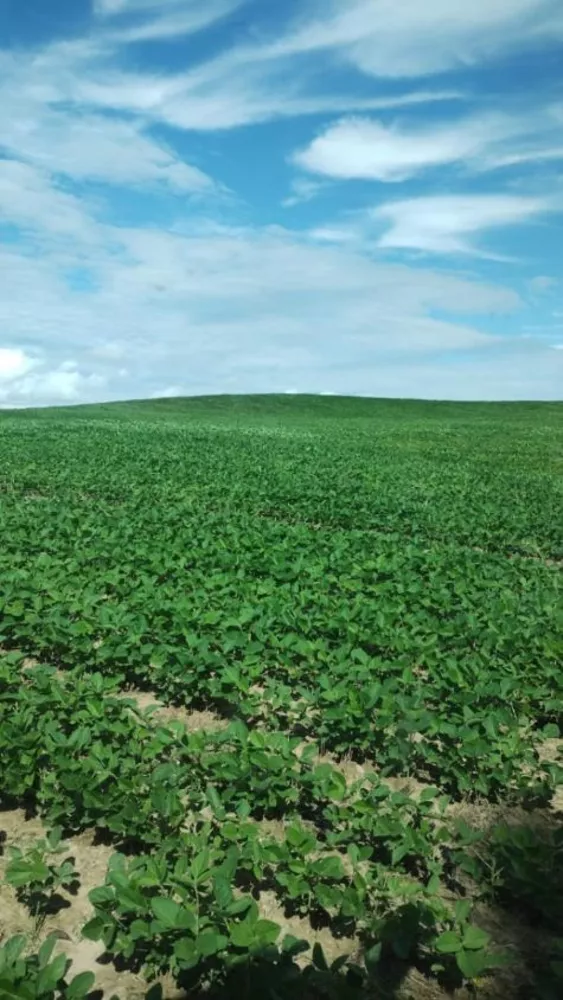 Fazenda à venda com 4 quartos, 1210000m² - Foto 17