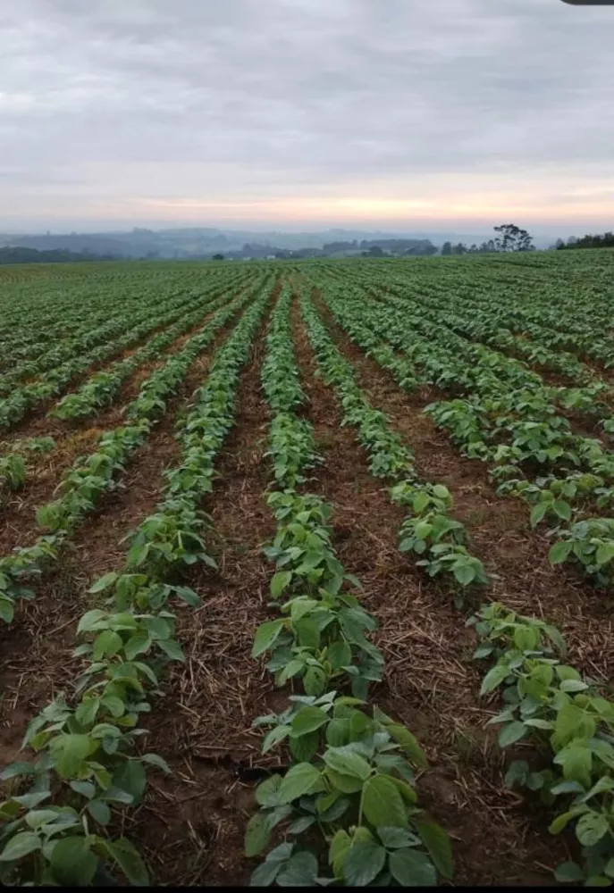 Fazenda à venda com 4 quartos, 1210000m² - Foto 1