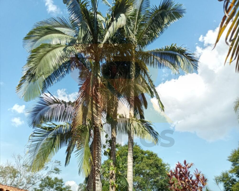 Chácara, 4 quartos - Foto 8