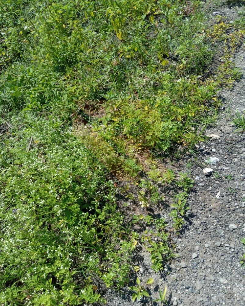 Terreno - Foto 3