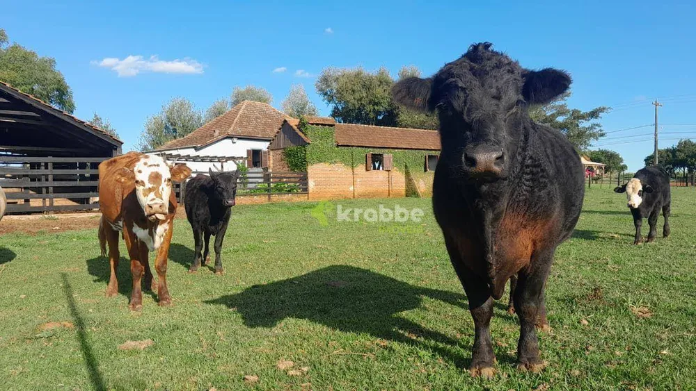 Chácara, 3 quartos, 2 hectares - Foto 13