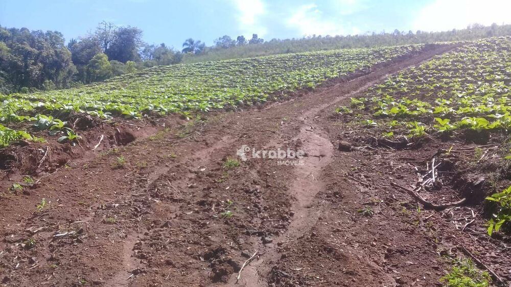 Chácara, 1 quarto, 4300 m² - Foto 7