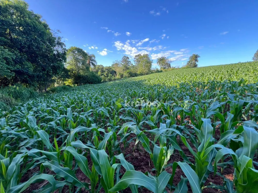 Terreno, 5 hectares - Foto 6