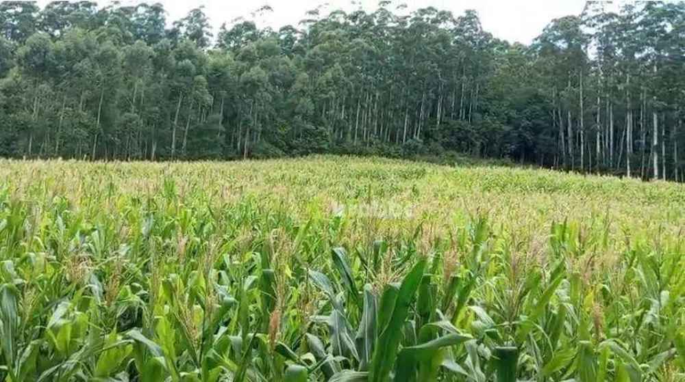 Terreno, 15 hectares - Foto 1