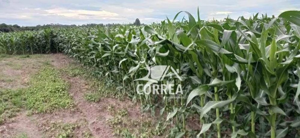 Fazenda, 375 hectares - Foto 3