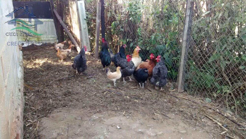 Sítio, 2 quartos, 2 hectares - Foto 1