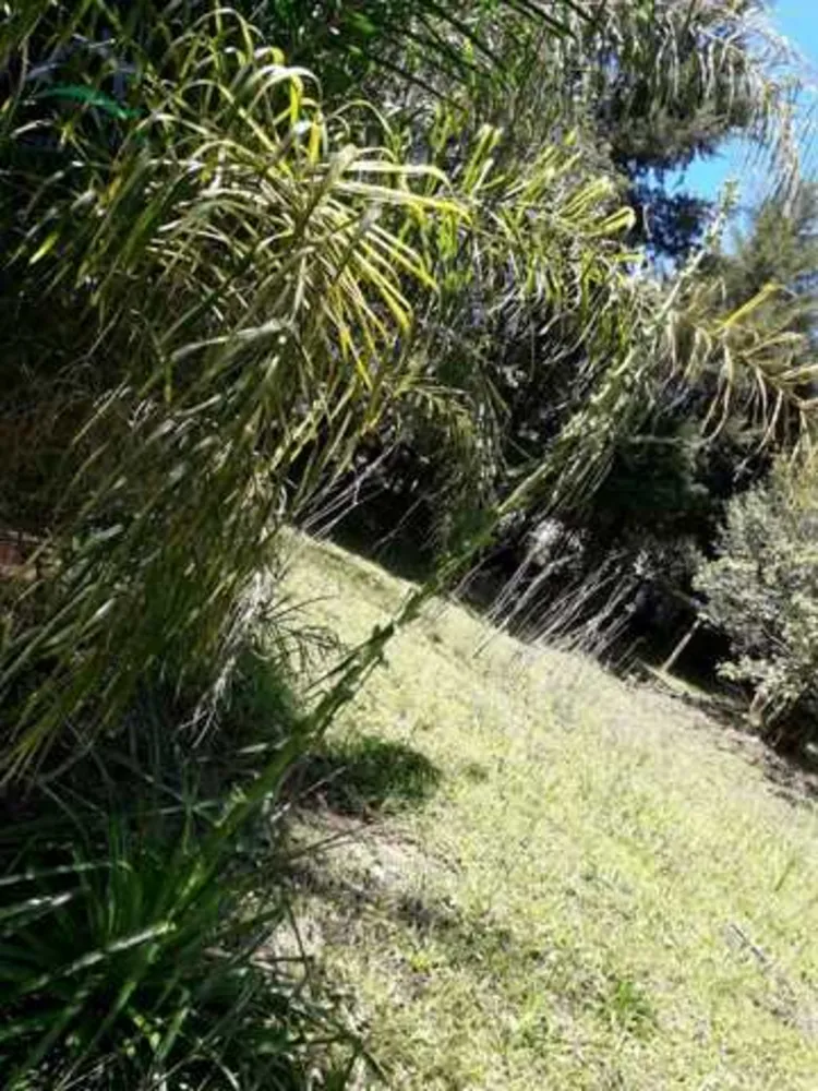 Sítio, 3 quartos, 3 hectares - Foto 8