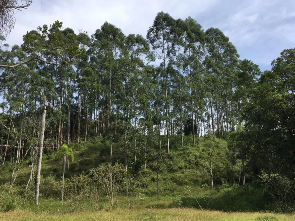 Sítio, 5 hectares - Foto 14