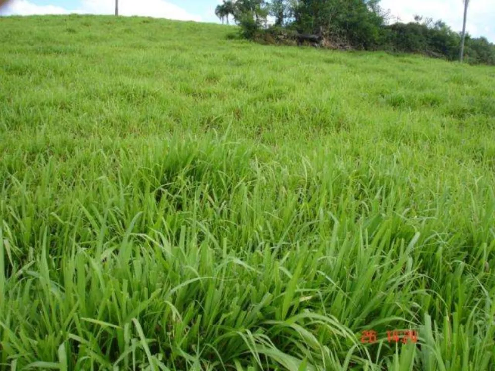 Fazenda, 166 m² - Foto 24