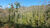 Fazenda, 148 hectares - Foto 1